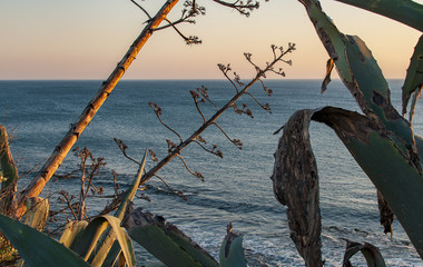 Ocean view in Portugal just before the sunset with plants in background, Estoril in Cascais