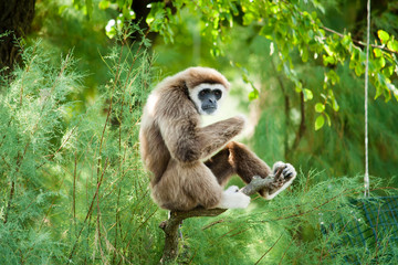 White hands gibbon relaxing