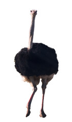 Struisvogel op witte achtergrond