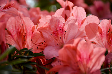 Куст азалии расцвел красивыми и нежеыми цветами