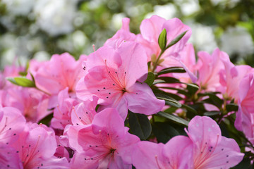 Куст азалии расцвел красивыми и нежеыми цветами