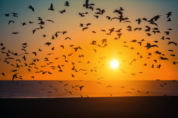 Silhouettes flock of Seagulls over the Sea during sunset.