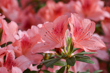 Куст азалии расцвел красивыми и нежеыми цветами