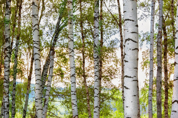 Fototapeta premium summer in sunny birch forest