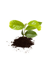 New lemon plant in soil isolated