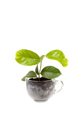 New lemon sapling in soil isolated