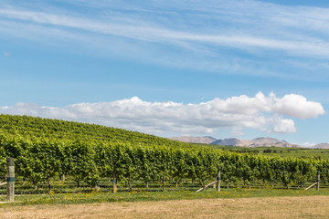 Fototapeta premium New Zealand vineyard on sunny hill in summertime with sky and copy space