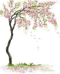 Naklejka premium Vector illustration blossoming cherry tree isolated on a white background