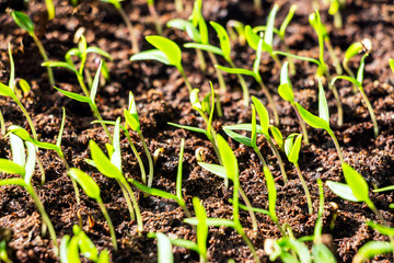 The green shoots of the seedlings emerge from the soil. Selective focus 4