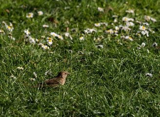 Passero Domestico