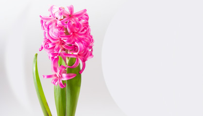hyacinth flower on white