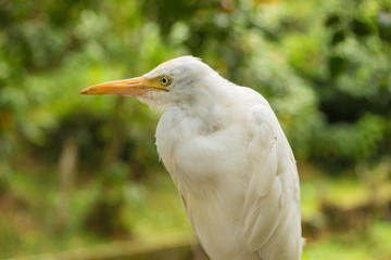 Cattle Egret (Bubulcus ibis), Kuala Lumpur Bird park, Malaysia