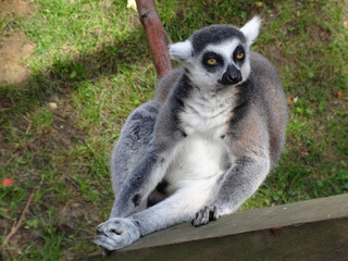 Resting Lemur after a good lunch