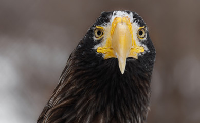 Steller's sea eagle (Haliaeetus pelagicus). Wildlife animal.