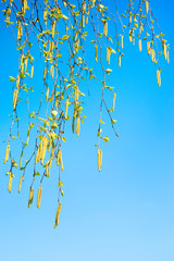 Spring background with branch of birch catkins