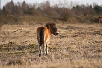 Fototapeta na wymiar Exmoor pony foal on the grazing land, picture taken in early spring freezy sunset at Czech Republic close to Milovice city. Horse breed is native in British Isles, still roam as semi feral livestock