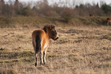 Plakat Exmoor pony foal on the grazing land, picture taken in early spring freezy sunset at Czech Republic close to Milovice city. Horse breed is native in British Isles, still roam as semi feral livestock
