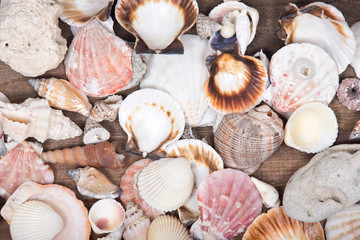 Variety of different sea shells presented on wooden vintage tray background 