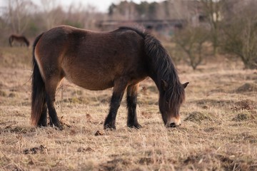 Naklejka na ściany i meble Exmoor pony in the grazing or pasture land in Czech Republic. Horses are living like wild animals in abadoned military area close to Prague. Picture is taken in early spring, cold wather at the sunset