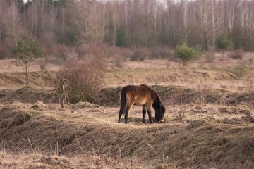 Exmoor ponies in the grazing land in Czech Republic. Wild horses at sunset in early spring.  Exmoor pony is a horse breed native to the British Isles, where some still roam as semi-feral livestock