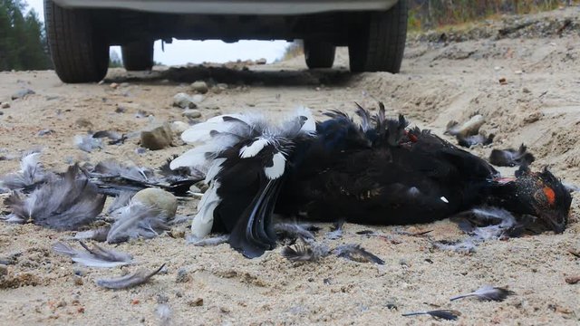 Car as direct cause of mortality among birds. Black Grouse (male) hit by car on roadside
