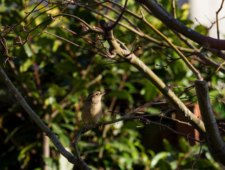Passero Domestico