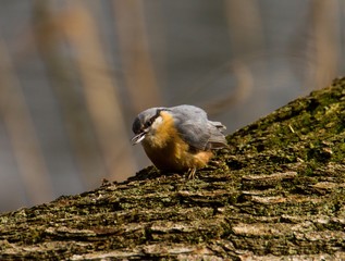 Kleiber auf einem Baum