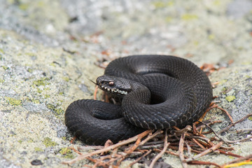 Kreuzotter - Vipera berus