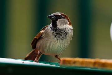 Spatz steht auf einem Teller 