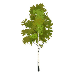 Tree birch in springtime clip art, vector