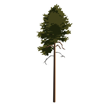 Tree pinetree clip art, vector