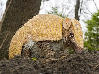 Amradillo in a forest