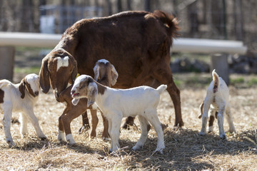 Large female goat with baby goats in pasture field with hay.