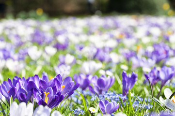 Borough of Soutwark. Violet, purple and white ciclamen flowers, in a green meadow in a park in London.