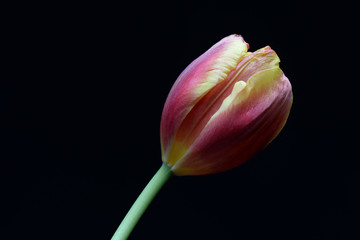 Tulip on Black background