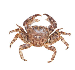 Crab isolated on white
