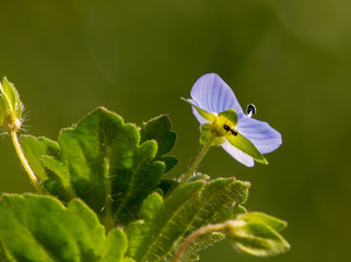 veronica agreste