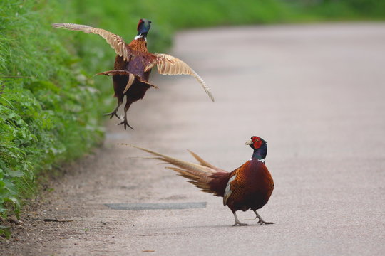 Two male ring-necked pheasant fight on the road in Devon