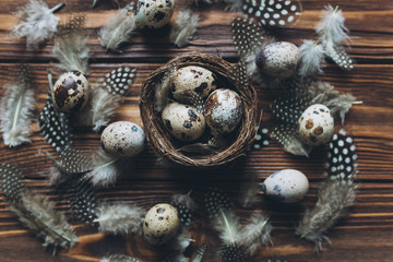 Decoration with quail eggs, nest and feathers.