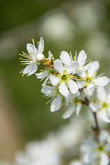Clouseup of white plum flower, spring blossom
