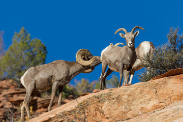 Desert Bighorn Sheep Rutting in Fall
