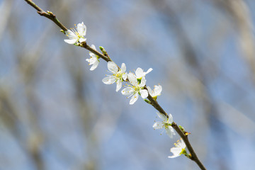 Clouseup of white plum flower