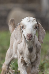 Closeup of cute baby goat.