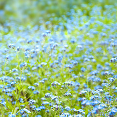 Obraz na płótnie Canvas Blue flowers background