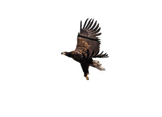 Eagle black flying profile isolated at white