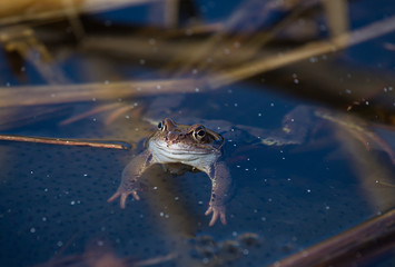 Frogs frogs 