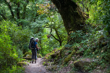 Naklejka premium Trekker in forest on Manaslu circuit trek in Himalayas