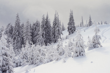 Fototapeta premium Winter trees