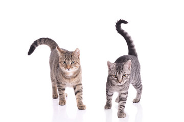 Zwei junge gestreifte Katzen laufen 