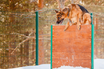 German Shepherd performs a team jump, barrier. Lesson with the Klinologist. Winter.